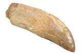 Fossil Carcharodontosaurus Tooth - Partially Rooted #238011-1